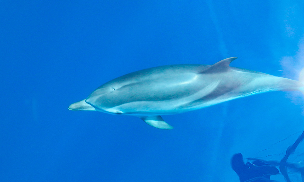 Dolphin-Watching Tours Marbella