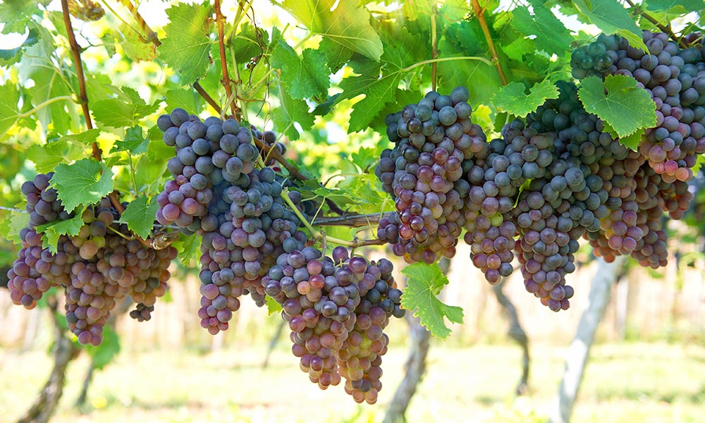 Wine Tasting Tours in Ronda